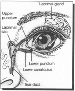 production of tears, showing lacrimal gland, upper punctum, lower punctum, lacrimal sac, lower canaliculus, and tear duct.