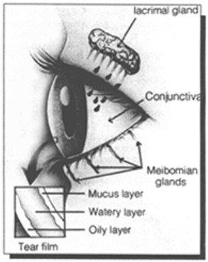 The tear film, composed of mucus layer, watery layer, and oily layer.