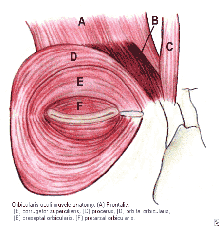 diagram of the orbicularis oculi muscle anatomy.